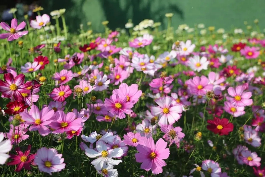 这份三亚美丽乡村合集请你收好