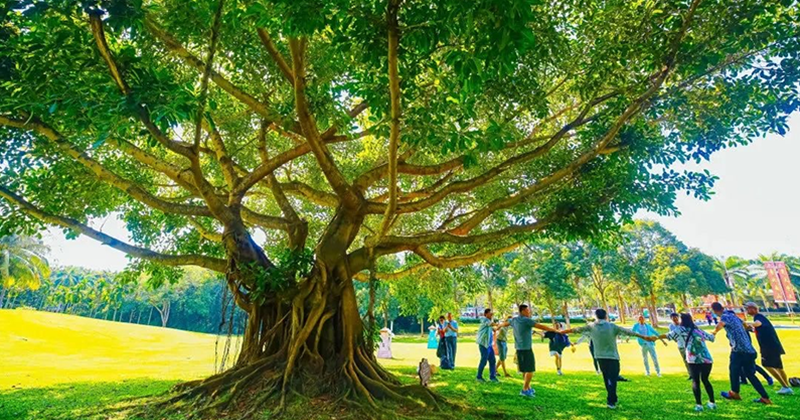 带爸妈寻味三亚：暖心暖胃的舌尖时光